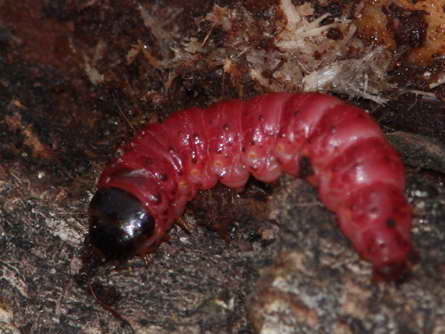 bruco rosso - Cossus cossus